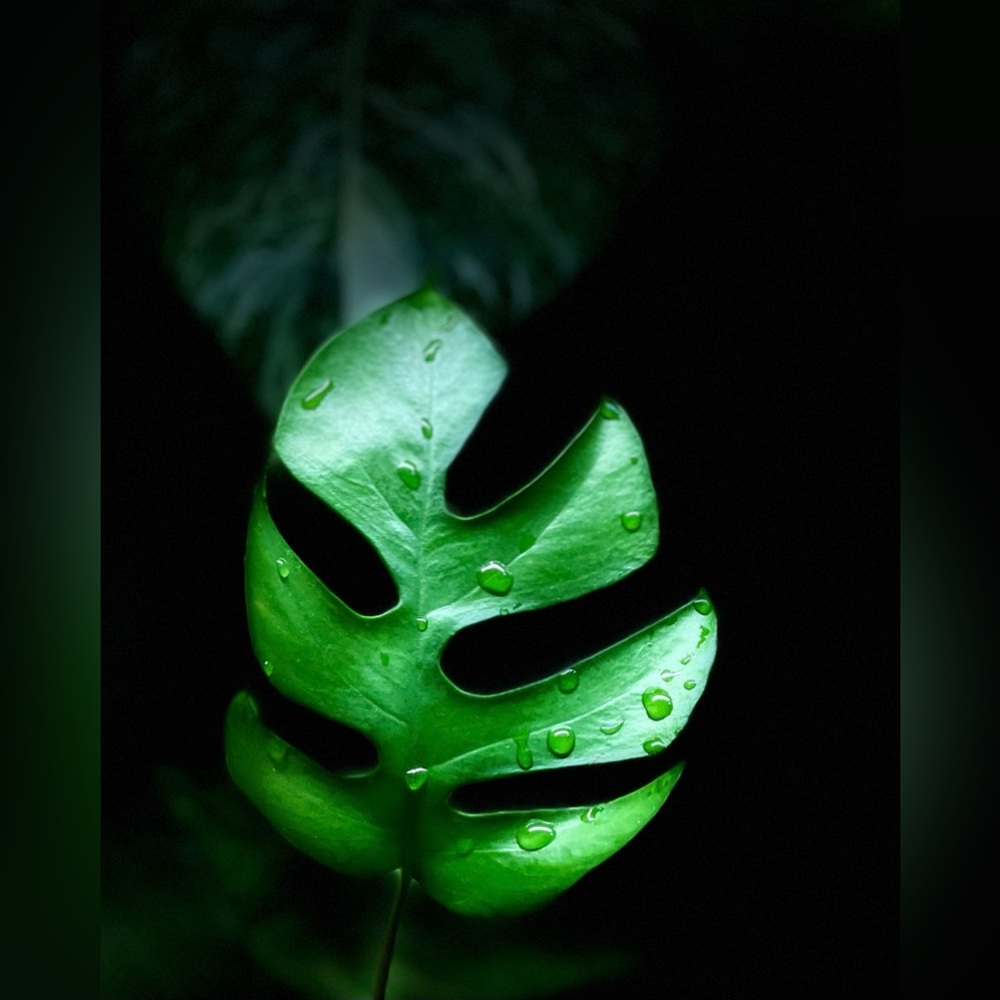 Mini Monstera cutting  **rhaphidophora tetrasperma
